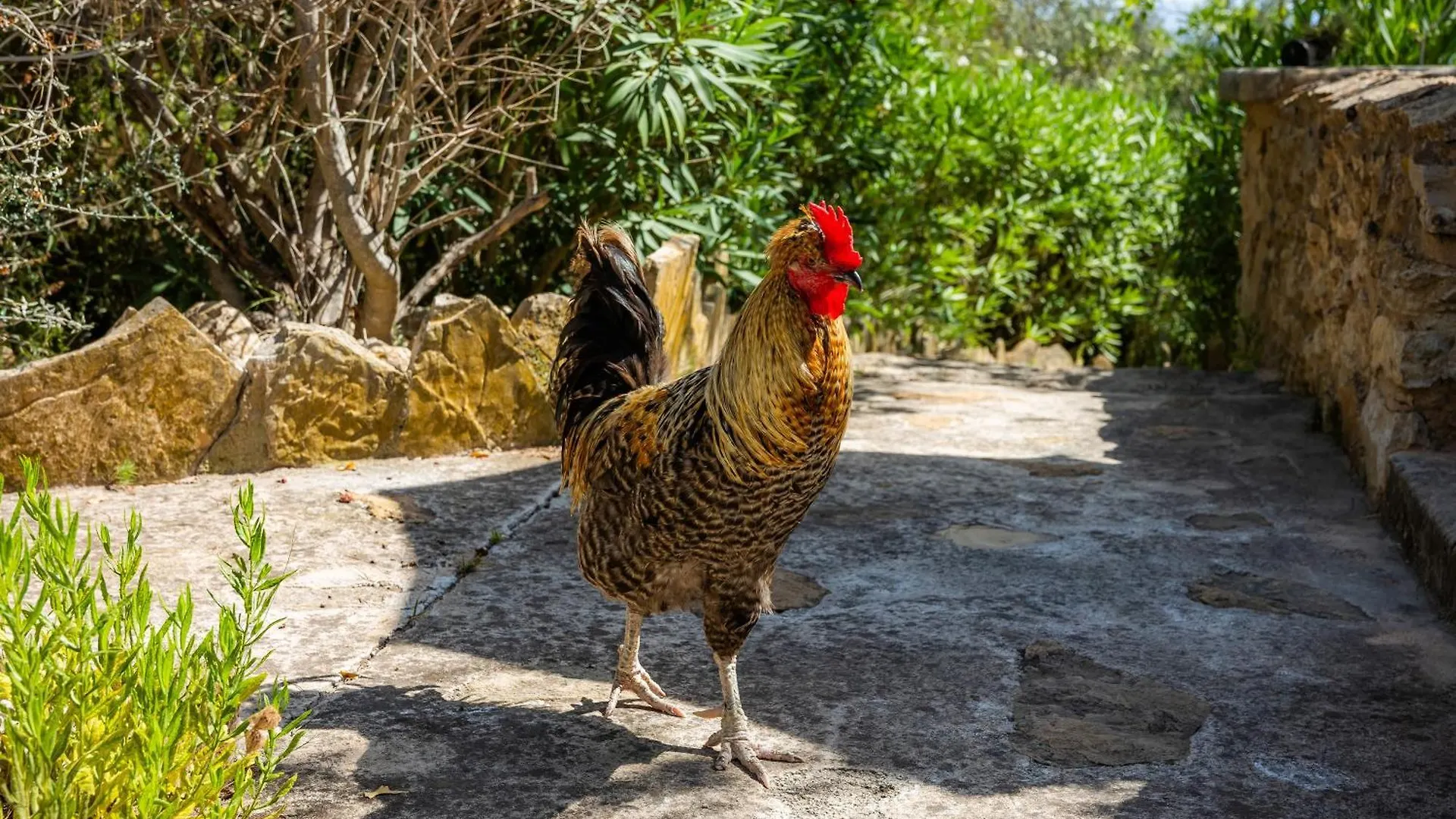 Es Sestador Petra  Сasa de vacaciones Petra (Mallorca)